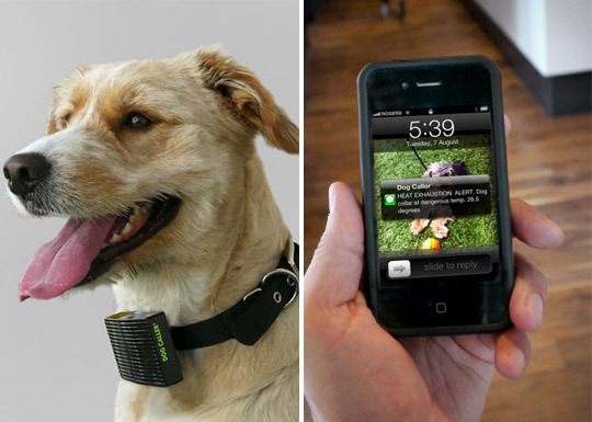 Dog Caller – sms от собаки