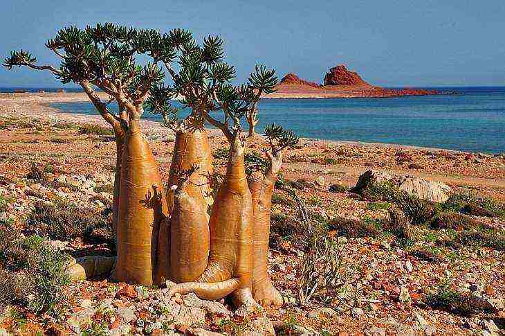 Остров Сокотра (Socotra)