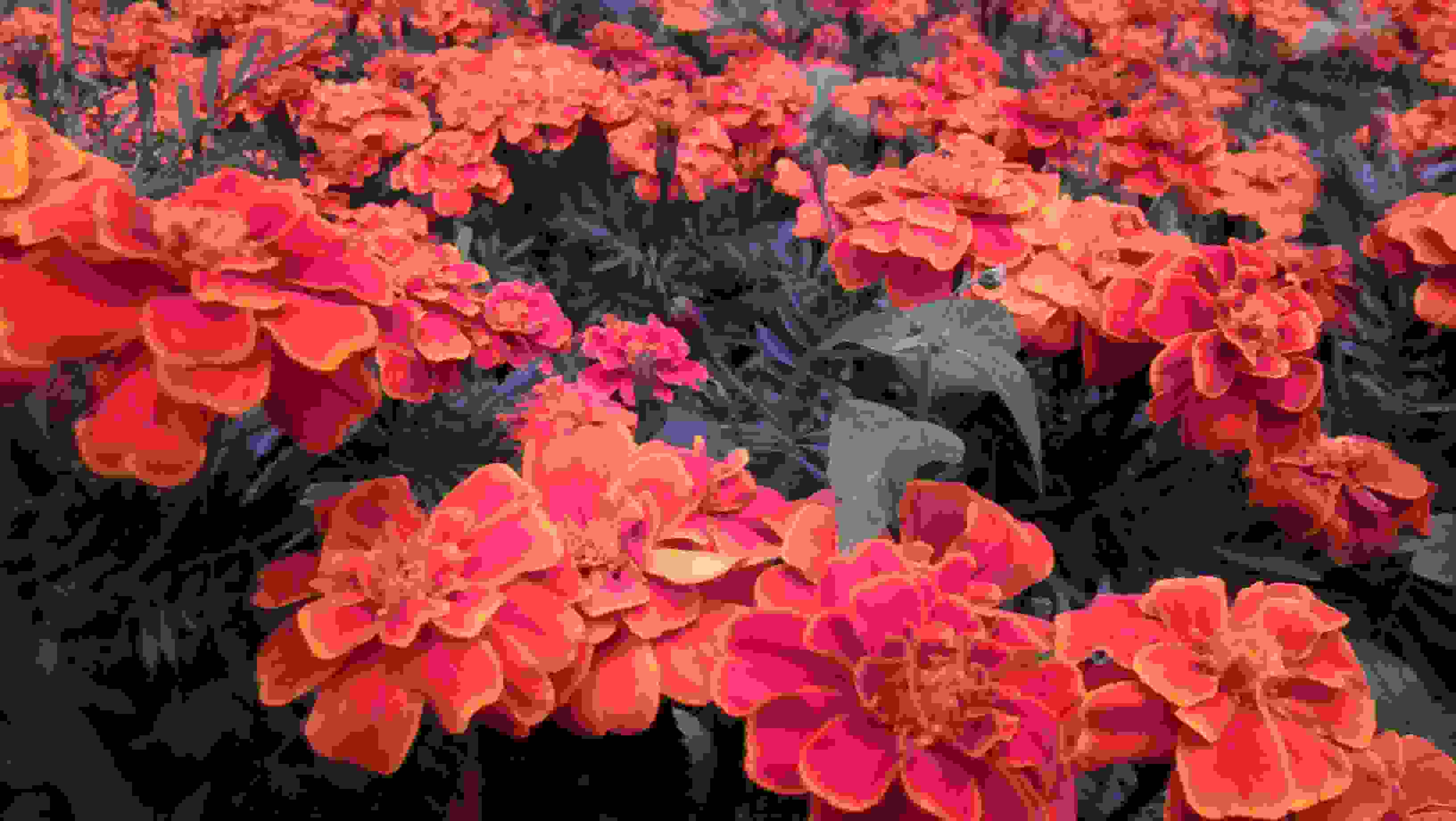 Exif_JPEG_420