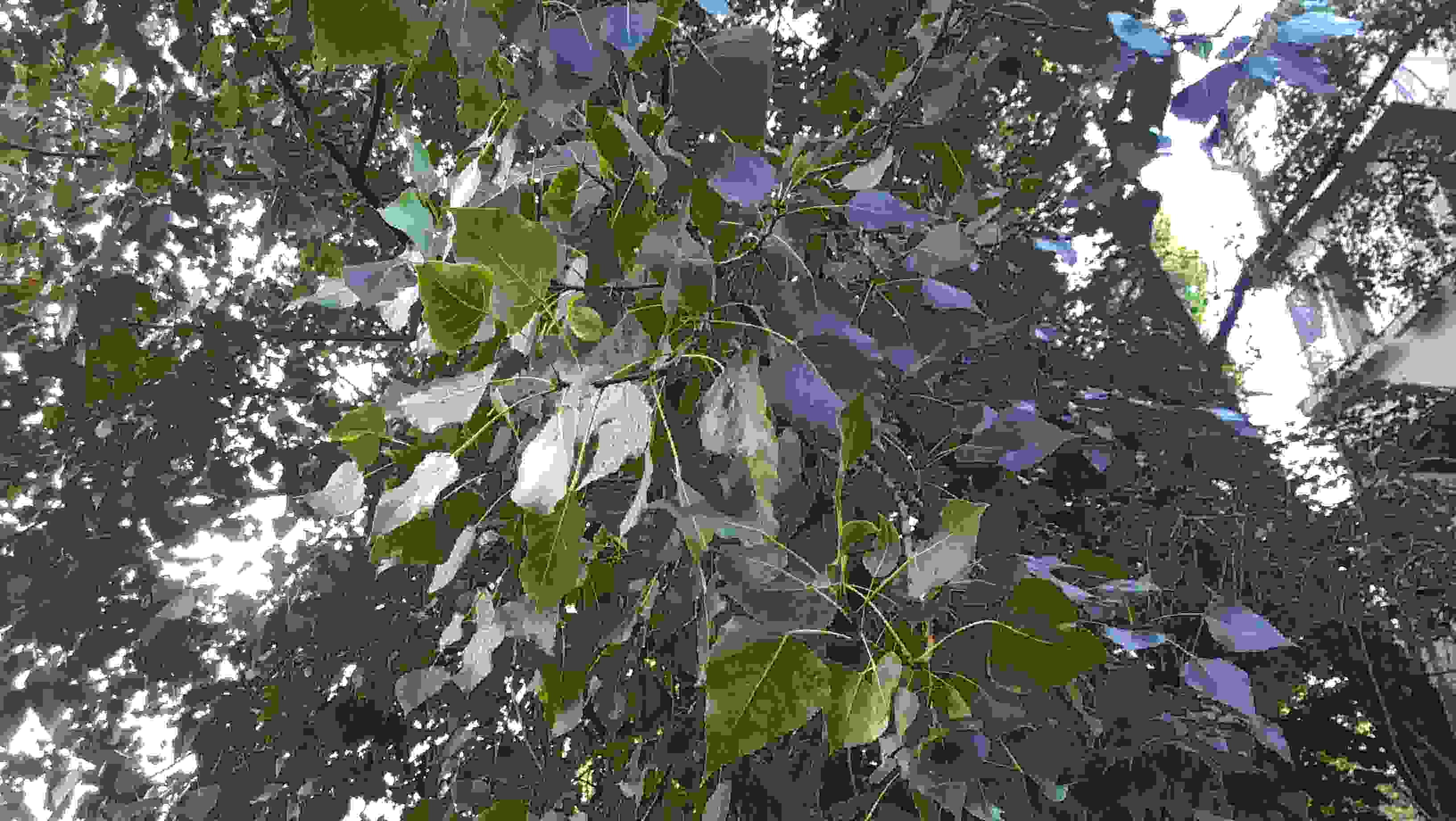 Exif_JPEG_420