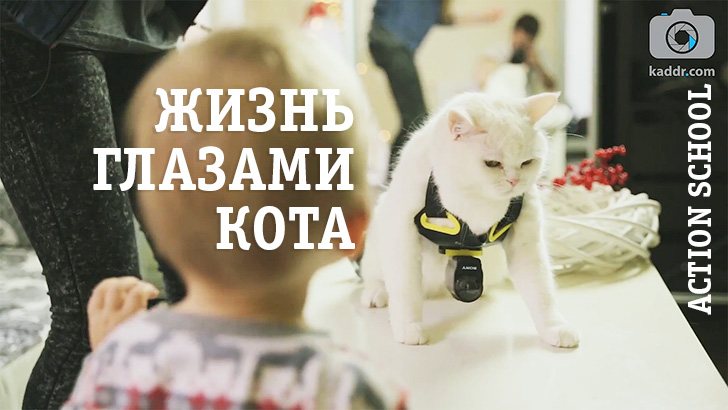 Action School e03 — Жизнь глазами кота