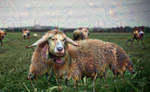 Sheep-Attack-Google-Deep-Dream