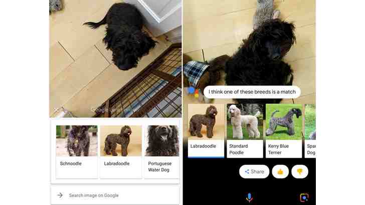 Google Lens теперь может подсказать породу собаки или кошки